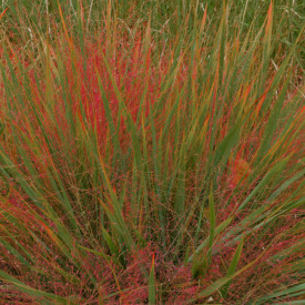 Iarba dragostei, purpurie (3 buc)