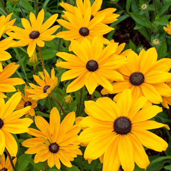 Rudbeckia Goldsturm (3 buc)
