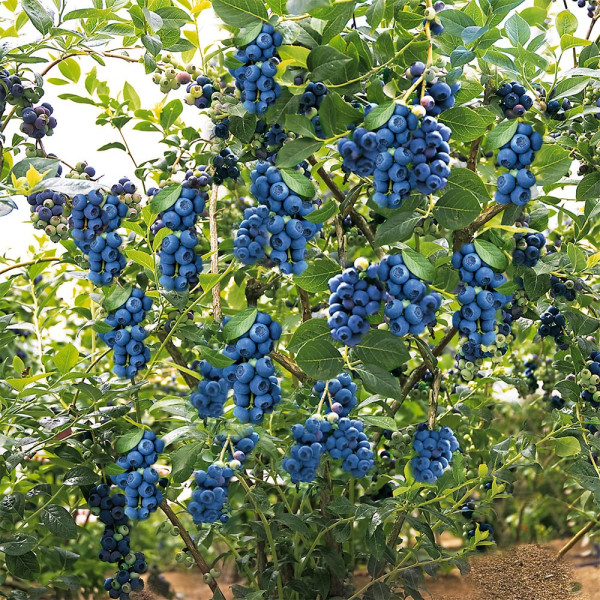 Afin Reka + Turbă Garri 10 l