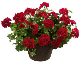 Mușcată semi curgătoare Royal Night (3 buc)