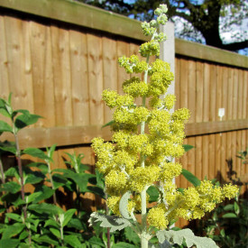 Liliac de vară Silver Service