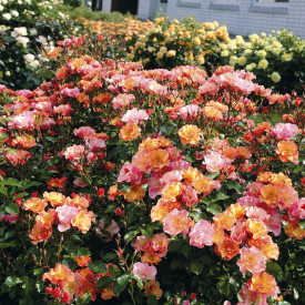 Trandafir acoperitor de sol Jazz (3 buc)