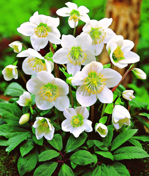 Spânz de grădină alb