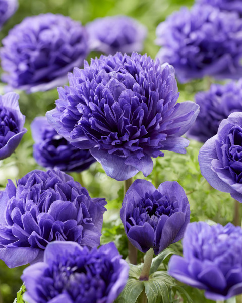Anemone Peony Blue (5 buc)