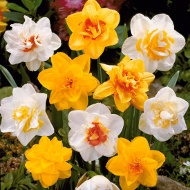 Narcise involte culori mixte (25 buc)