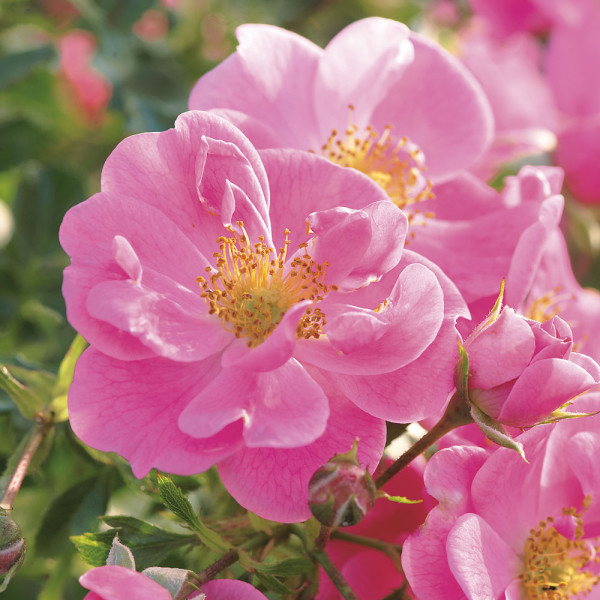 Trandafir melifer, roz