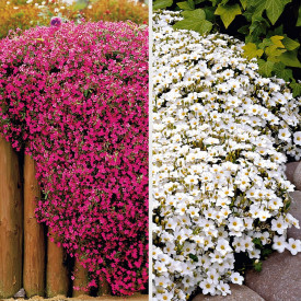 Ofertă 3 săpuniţe și 3 arenaria