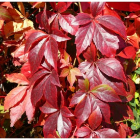 Viţă de vie sălbatică