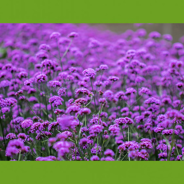Verbena înaltă (3 buc)