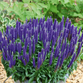 Veronica albastră Royal Candles