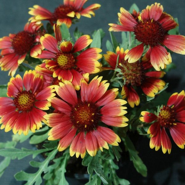 Fluturei Burgunder (3 buc)