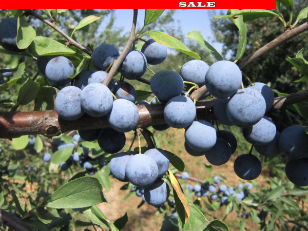 Porumbar de Zempleni