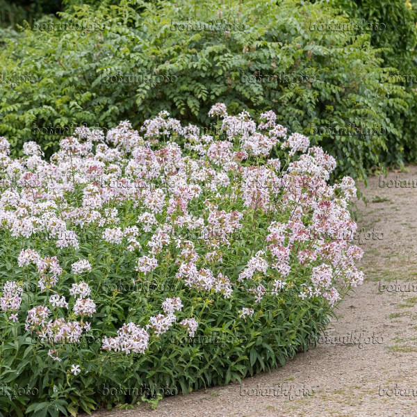 Săpunăriță (3 buc)