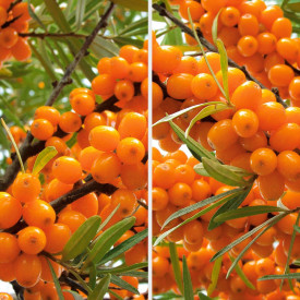 Ofertă de cătină 3 buc. (2 productivi, 1 polenizator)