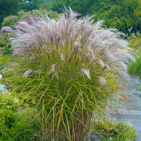 Stuf chinezesc (3 buc)