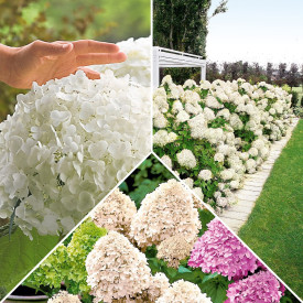 Ofertă de 3 buc de hortensie