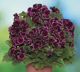 1 Mușcată Aristo Black Beauty + 3 Lobularia Snow Princess