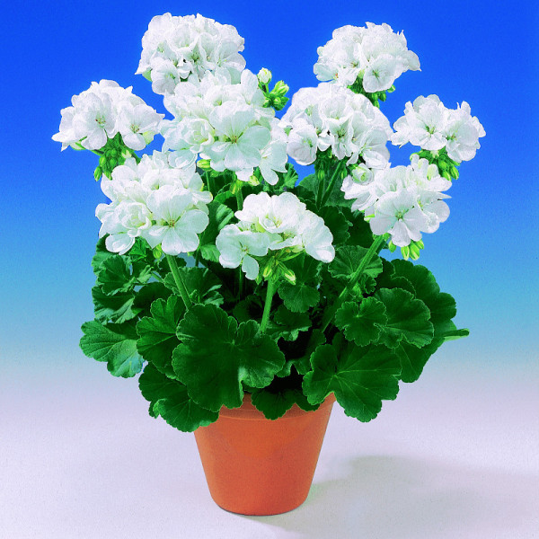 Mușcată albă Sunrise Clarissa (3 buc)