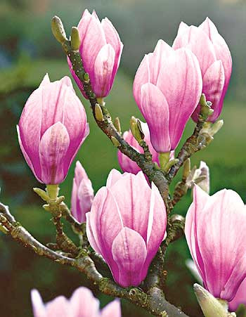Magnolie Soulangiana