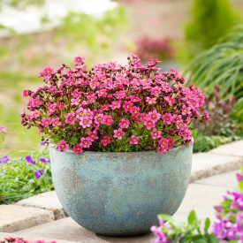 Ochiul șoarecelui Pixi Pan roșu (3 buc)