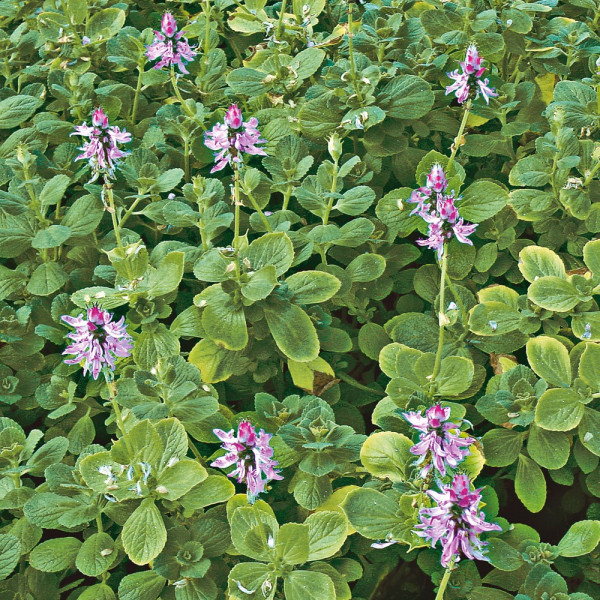 Spaima Pisicilor verde (3 buc)