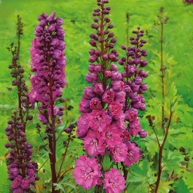 Nemțisor roz Pink Empire (2 buc)