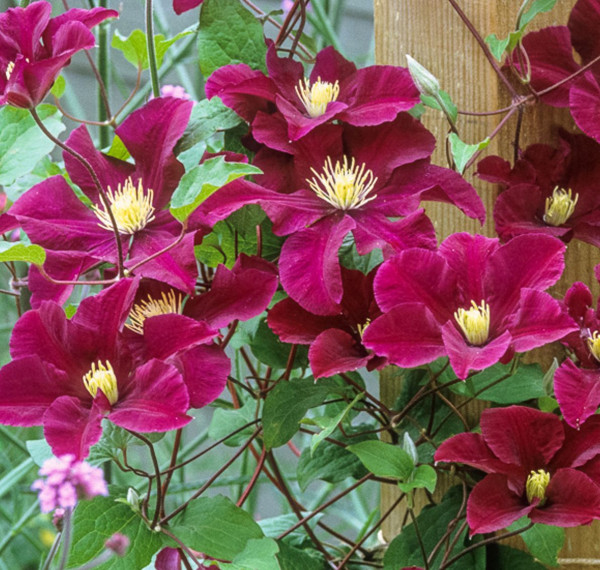 Clematită Warzawska Nike
