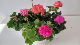 Mușcată erectă mare, la ghiveci, în culori mixte