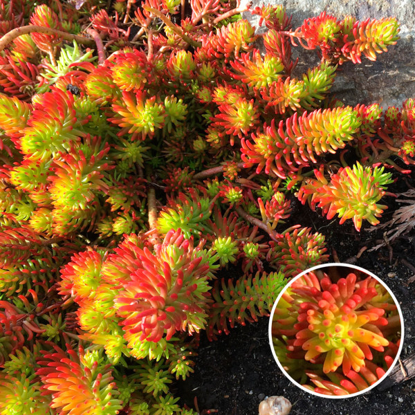 Floare grasă Angelina (3 buc)