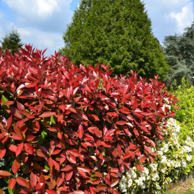 Photinia Red Robin (3 buc)