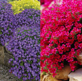 Aubrieta (6 buc)