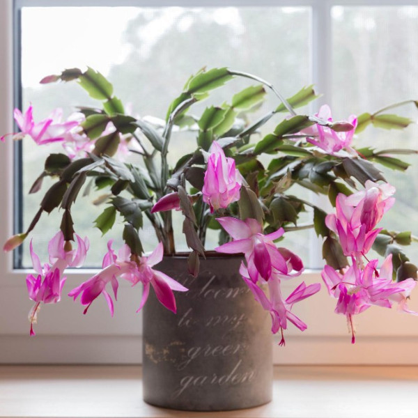 Crăciuniţă, cactus