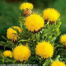 Centaurea macrocephala