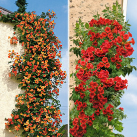 Ofertă 2 pipa turcului