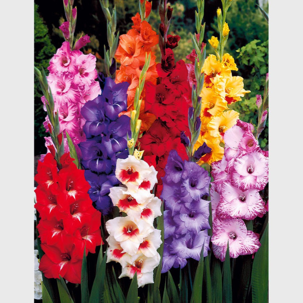 Gladiole mix de culoare 10/12 cm (25 buc)