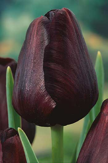 Lalele Regina Nopţii (7 buc)