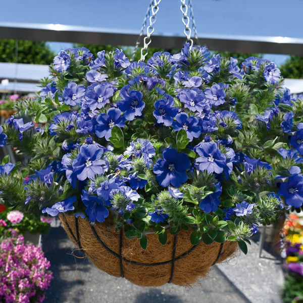 Mauritius Plus albastru (3 buc) + Ghiveci suspendat, natur