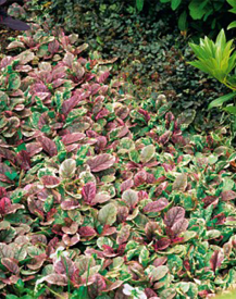 Ajuga (3 buc)
