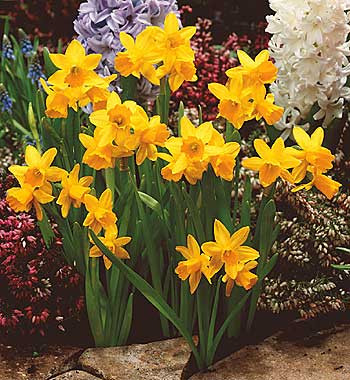 Narcise Tete-a-Tete (5 buc)