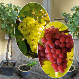 Viță de vie Phönix + Regent