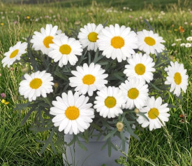 Margarete albe, sub formă de tufă