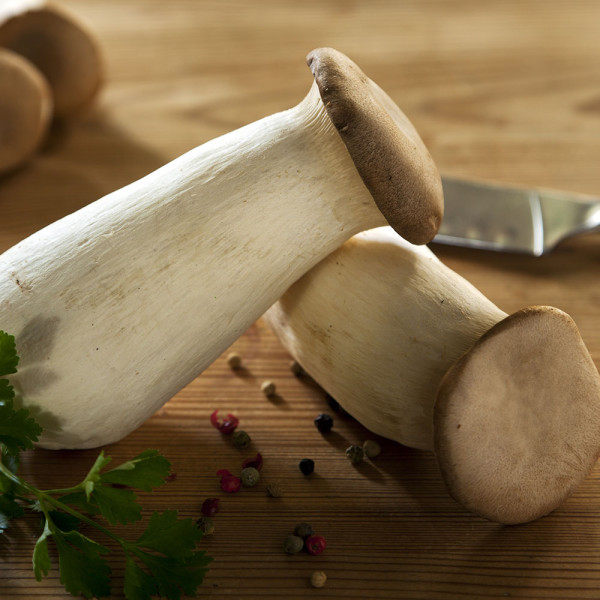 Ciupercă de pădure pentru grădină - Păstrăvul scailor