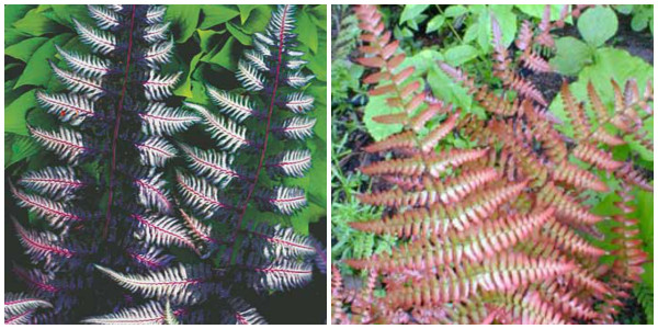 Ofertă Ferigi decorative (2 buc)