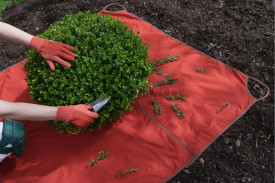 Formator pentru Buxus