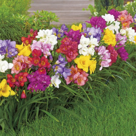 Frezii involte, mix de culoare (30 buc)