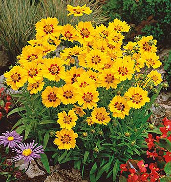 Ochiul fetei Eve (3 buc)