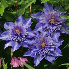 Clematită Multi Blue