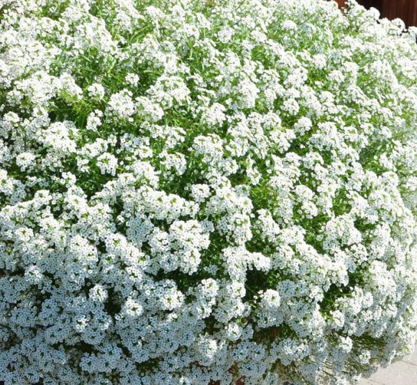 Lobularia parfumată Snow Princess (3 buc)