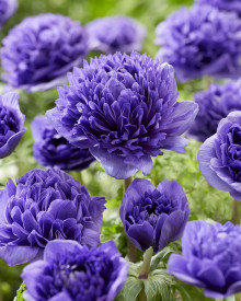 Anemone Peony Blue (5 buc)
