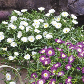 Floare de cristal White Wonder (3 buc)